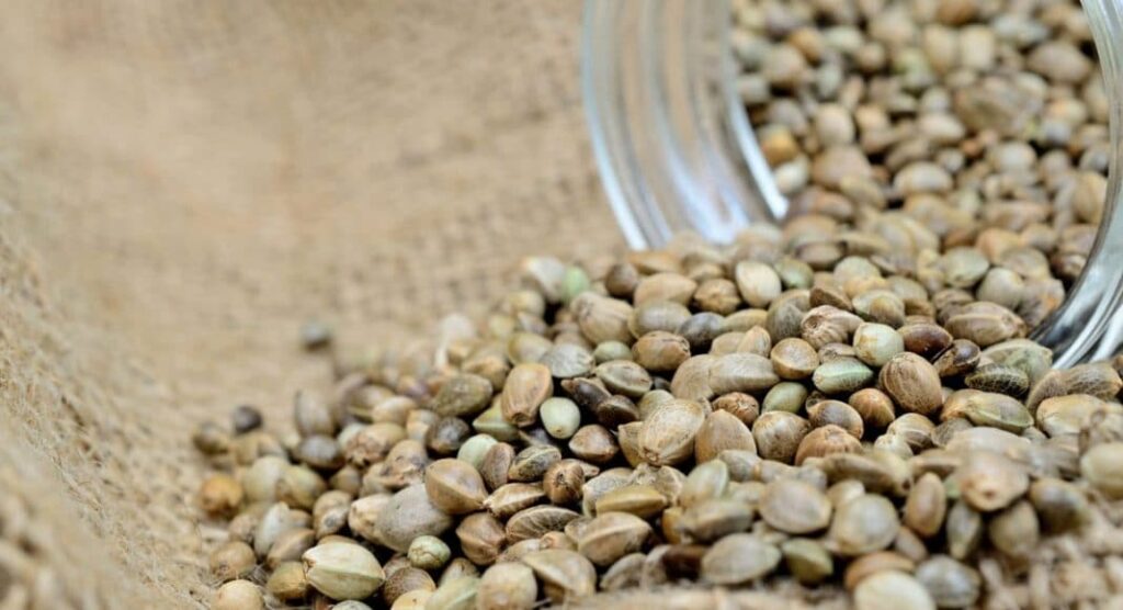 How To Properly Preserve Cannabis Seeds