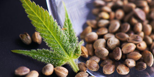 Store Your Cannabis Seeds