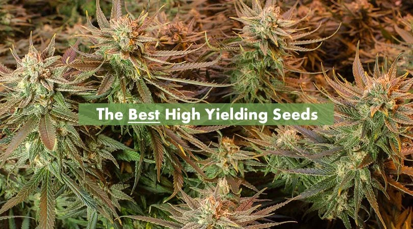 Best-High-Yielding-Seeds