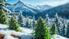growing cannabis in cold weather
