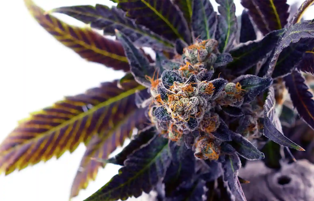 Do-Si-Dos (Indica-Dominant Hybrid)