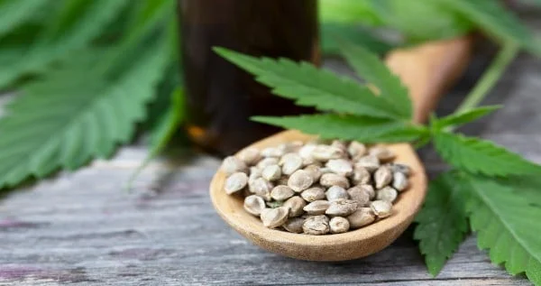 The Role of Microbiomes in CBD Seed Germination Harnessing Beneficial Fungi and Bacteria