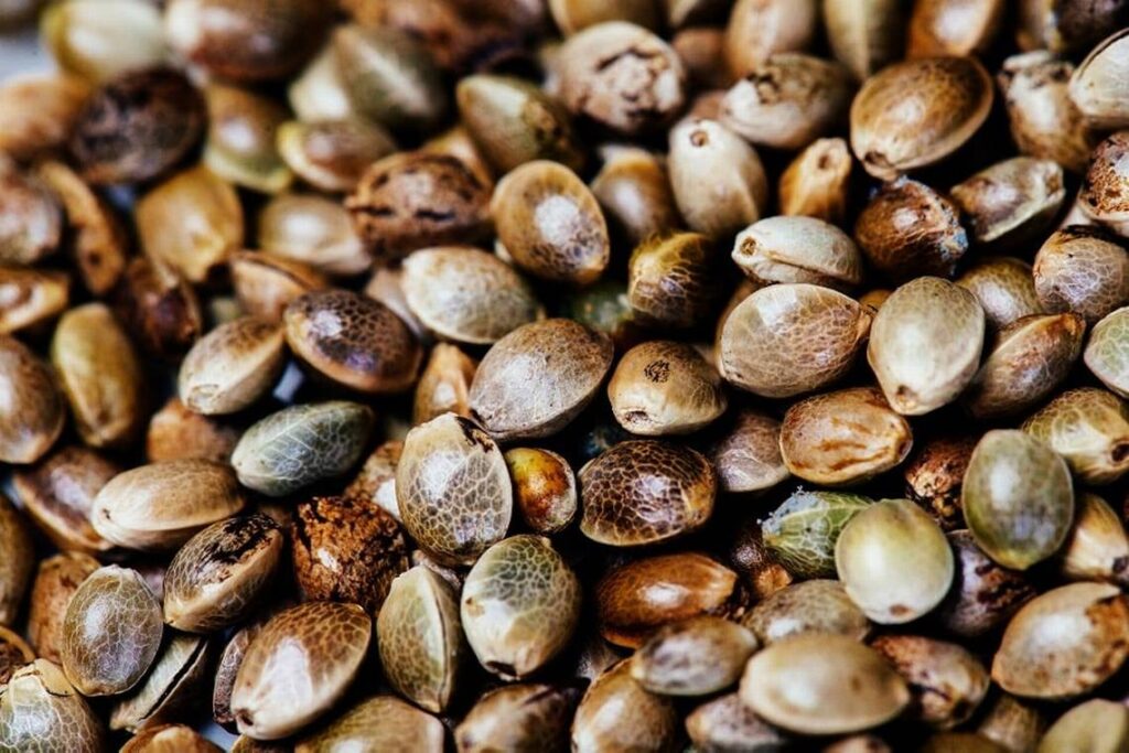 Understanding the Seed Microbiome and Germination