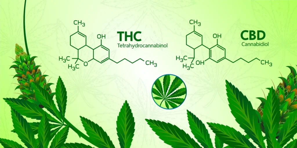 Harvest time affects THC vs CBD