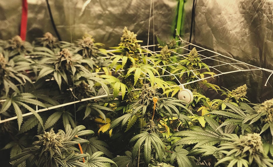 Understanding CBD Seed Oil Content