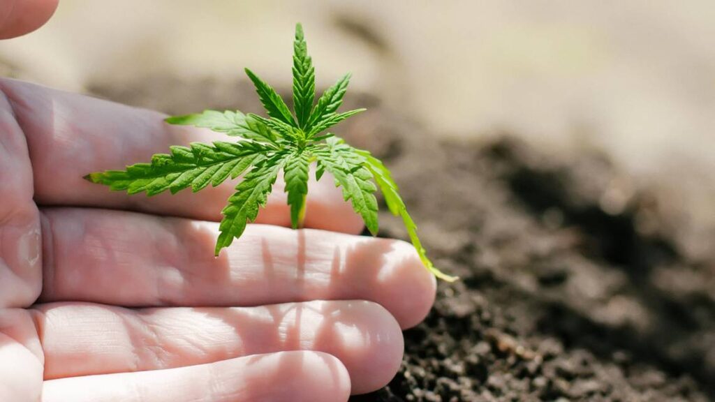 Indoor vs. Outdoor Growing Which Is Better for CBD Seeds