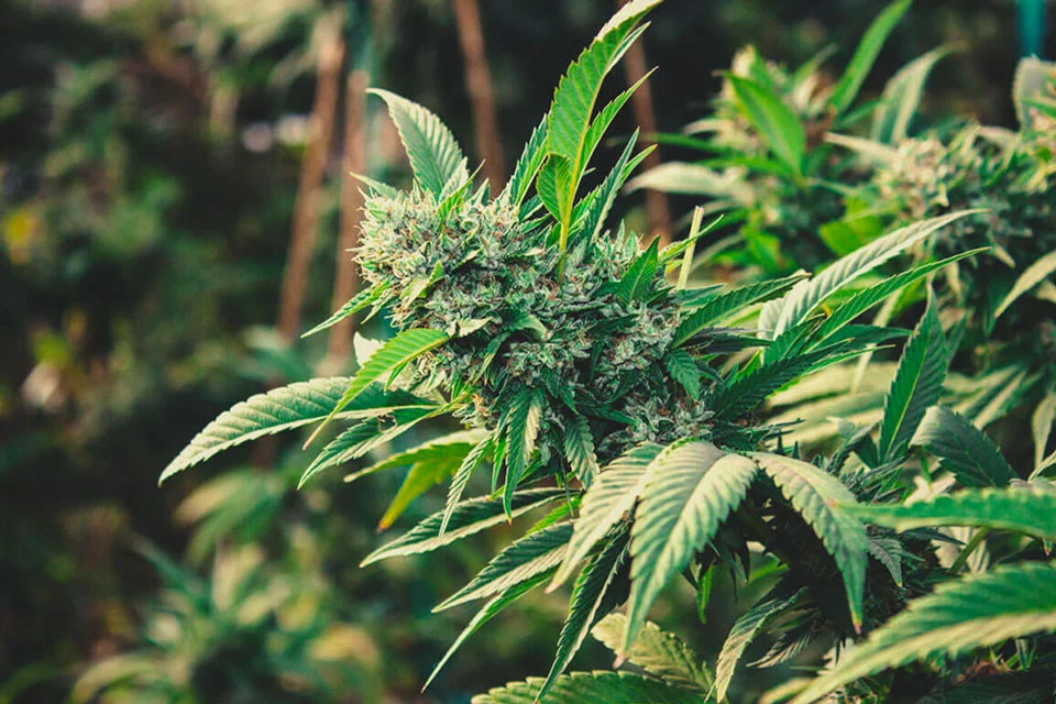 Understanding CBD Seed Cultivation