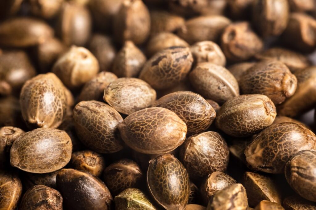Mistake #1 Choosing the Wrong Type of CBD Seeds