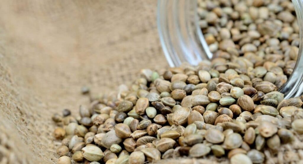 Top 5 Mistakes to Avoid When Growing CBD Seeds at Home