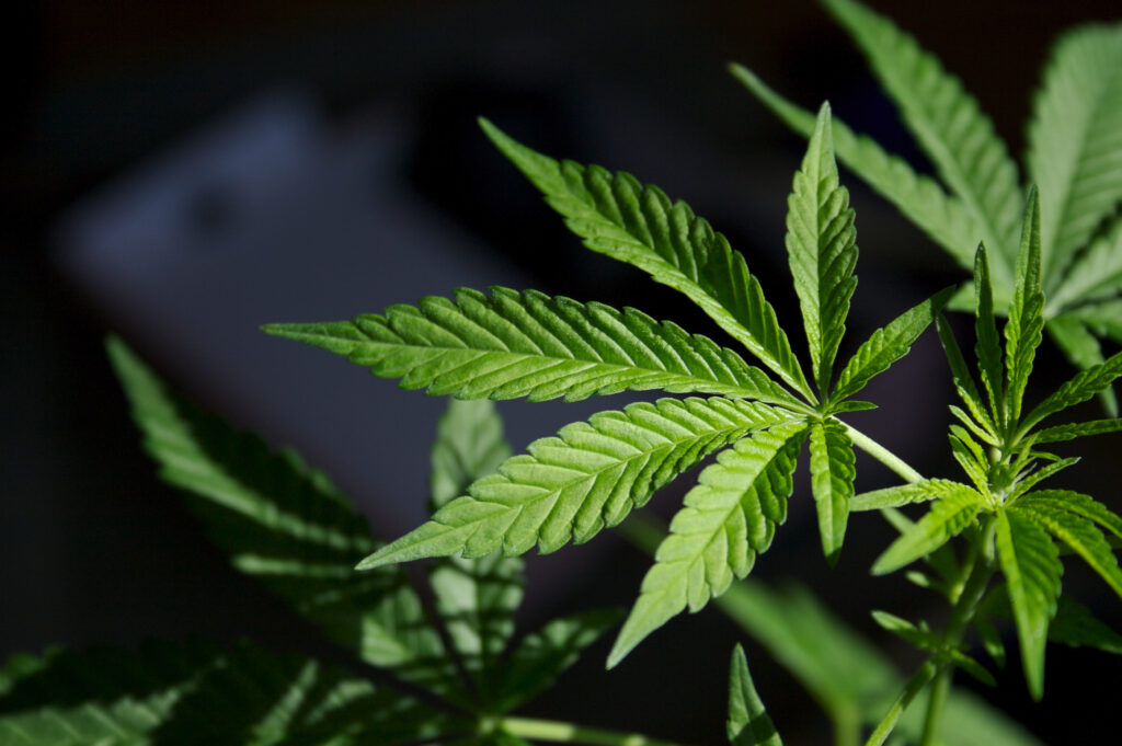 CBD and Mental Health