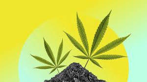 Feminized CBD Seeds
