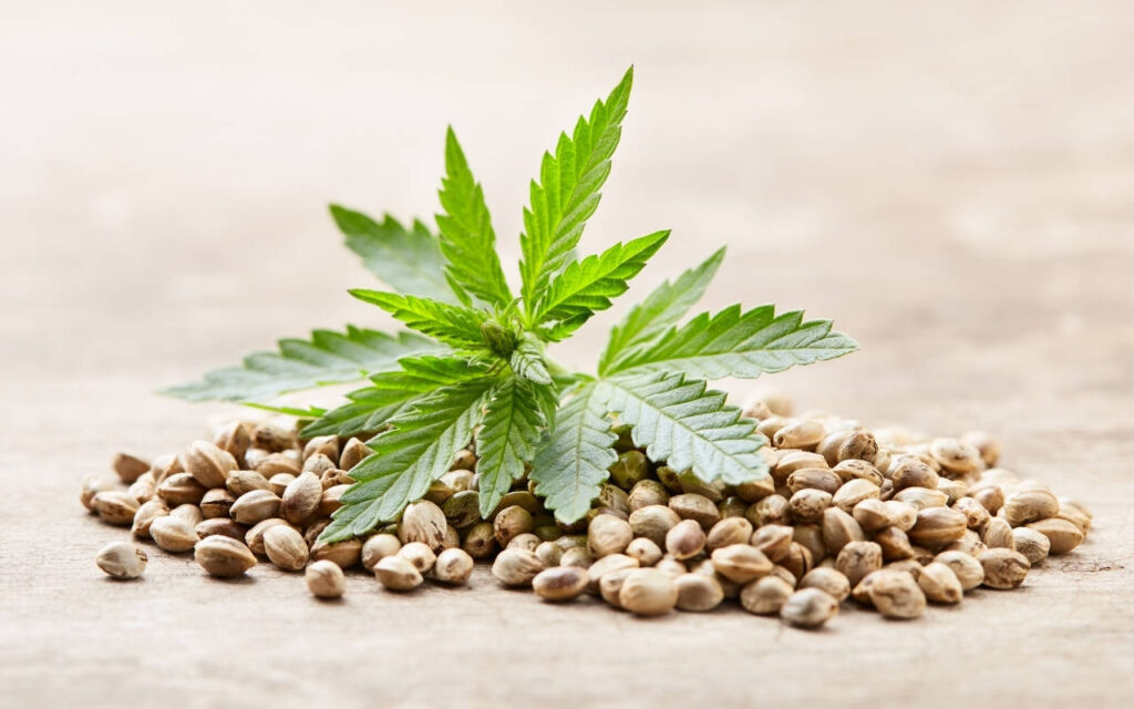 CBD-Rich Strains popularity