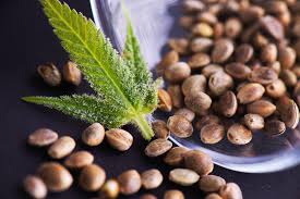 Role of cbd in body